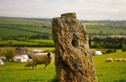 Sheep and Stone
